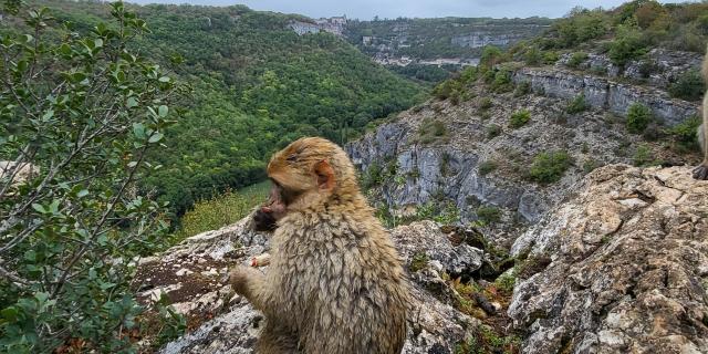 Forêt des Singes à Rocamadour