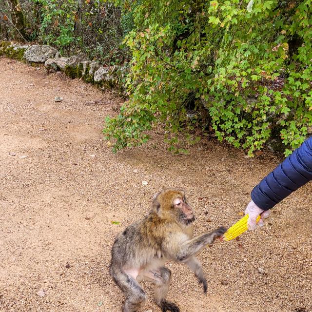 Nourissage des Macaques de Barbarie