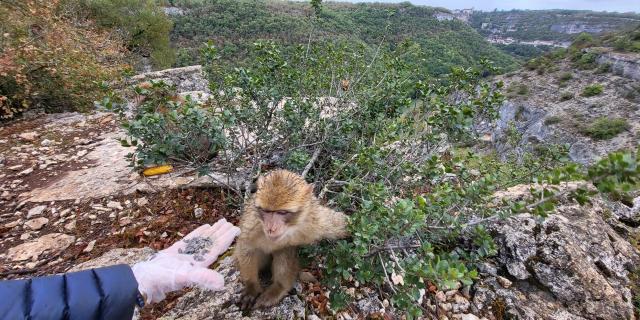 Nourissage des Macaques de Barbarie