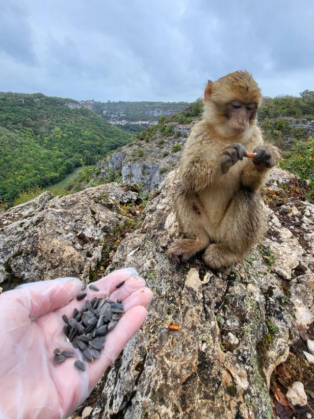 Nourissage des Macaques de Barbarie