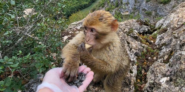 Petit déjeuner avec les singes