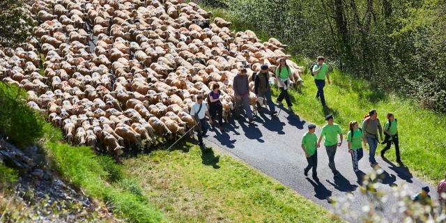 Transhumance En Quercy ©© Lot Tourisme Nelly Blaya