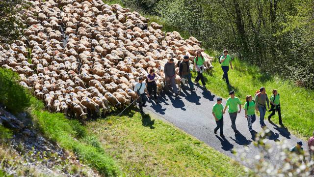 Transhumance En Quercy ©© Lot Tourisme Nelly Blaya