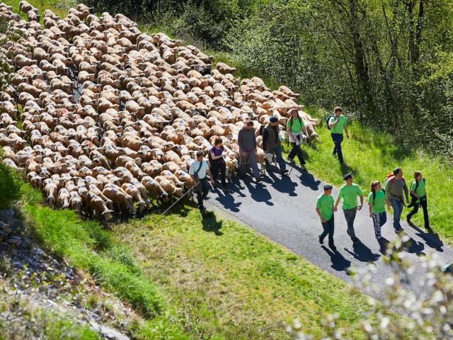 Transhumance En Quercy ©© Lot Tourisme Nelly Blaya