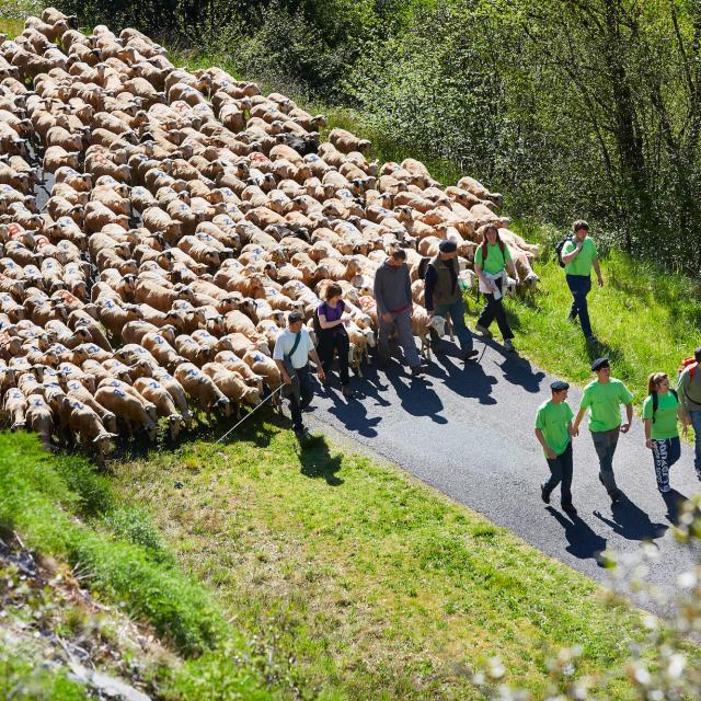 Transhumance En Quercy ©© Lot Tourisme Nelly Blaya