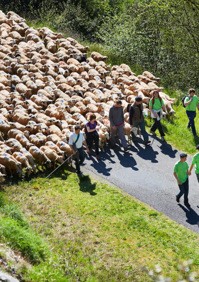 Transhumance En Quercy ©© Lot Tourisme Nelly Blaya