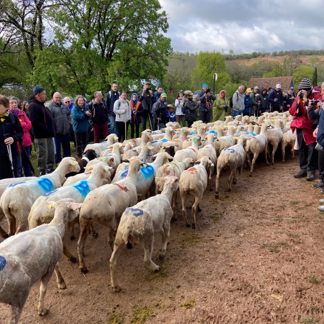 230416 Transhumance38 Troupeau Départ