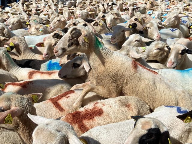 Transhumance 2023 - À Luzech