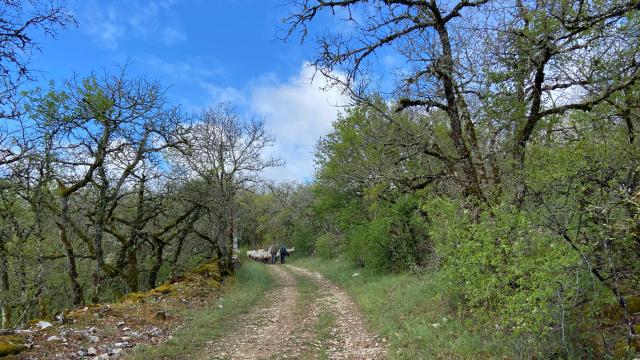 230416 Transhumance49 Troupeau Chemin