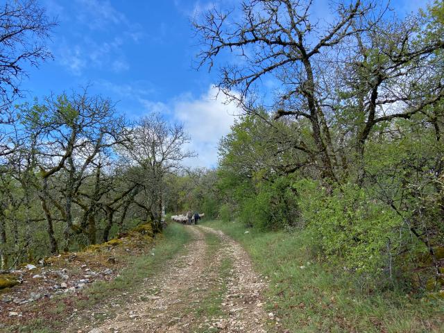 230416 Transhumance49 Troupeau Chemin