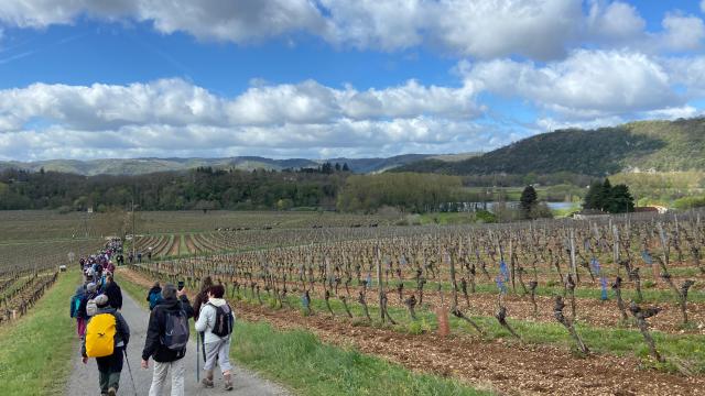 230416 Transhumance67 Marcheurs Vignes