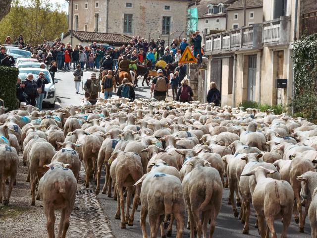 Transhumance 2023 - Arrivée à Luzech