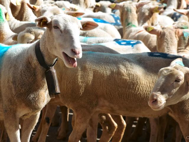 Transhumance 2023 - À Luzech