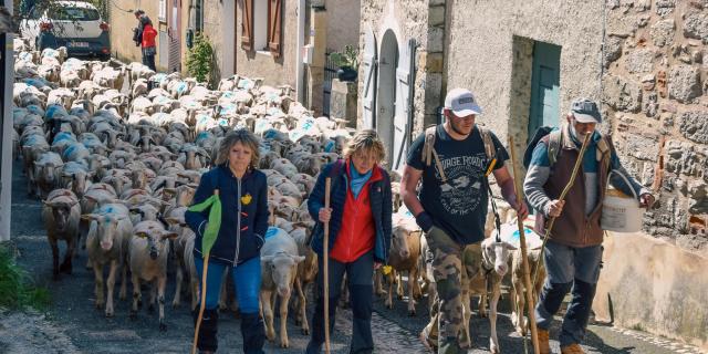 Transhumance 2023