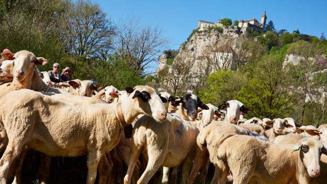 Etape de la transhumance - Rocamadour