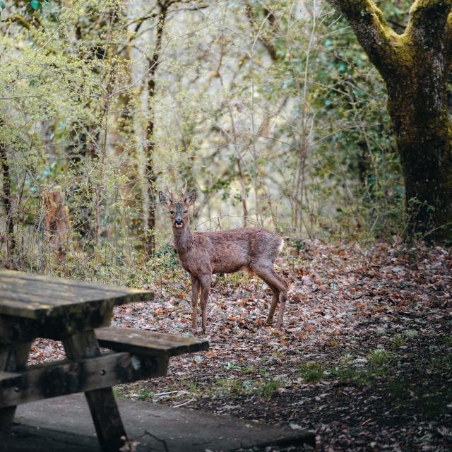 Faune sauvage au Mont Saint Cyr