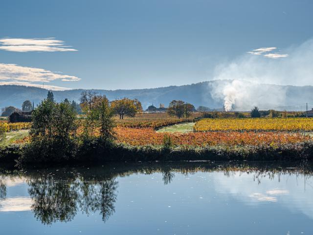 Vignoble en automne Luzech