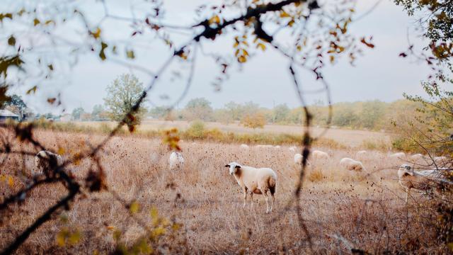 BOUCLE ITINÉRANTE – PANORAMA SUR SAINT CIRQ LAPOPIE ET LE GÉOPARC DES CAUSSES DU QUERCY