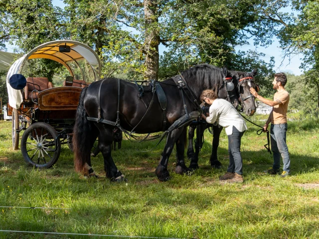 Attelage des chevaux Nomades des Terres