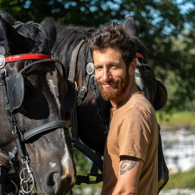 Attelage des chevaux Nomades des Terres