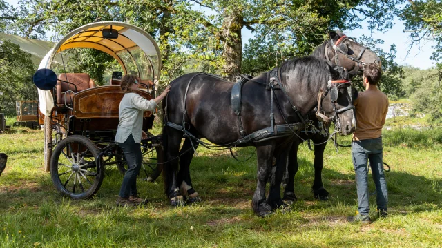 Attelage des chevaux Nomades des Terres