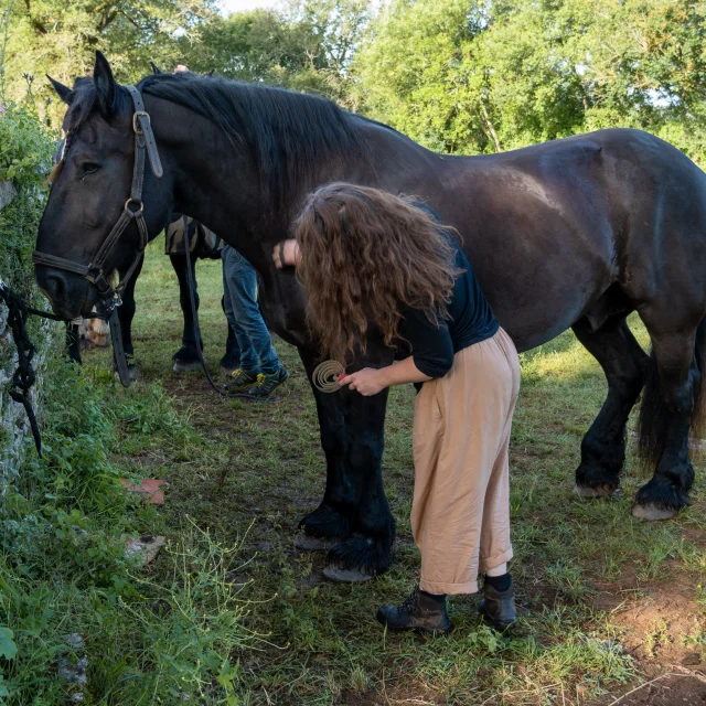 Préparation des chevaux avant le départ