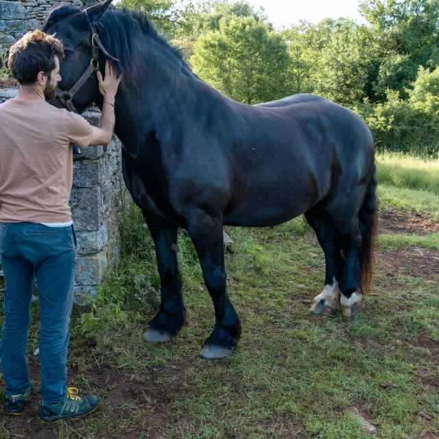 Préparation des chevaux avant le départ