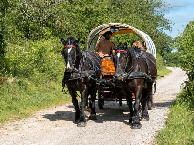 Voyage en calèche avec Nomades des Terres