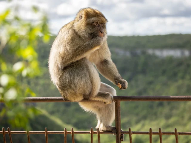 Foret Des Singes Rocamadour34 Jolies Lueurs