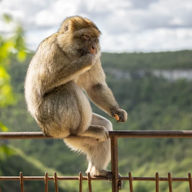 Foret Des Singes Rocamadour34 Jolies Lueurs