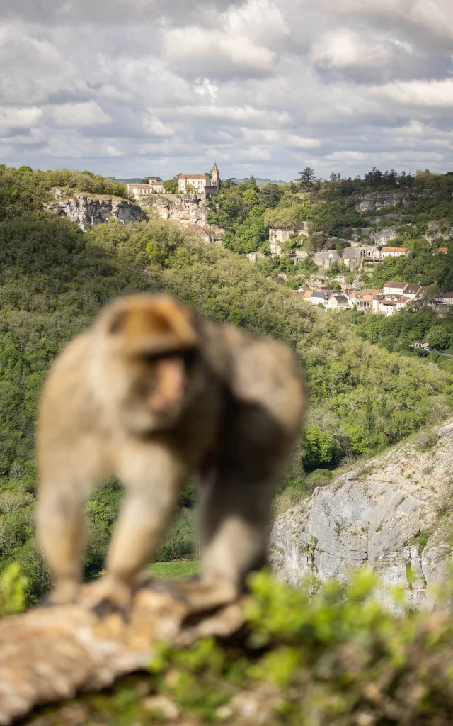 Foret Des Singes Rocamadour41 Jolies Lueurs