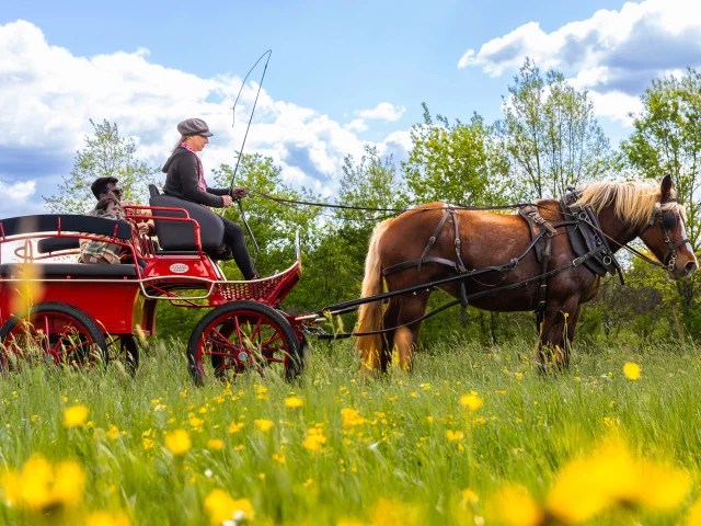 Balade en calèche avec les calèches de Céline à Bétaille