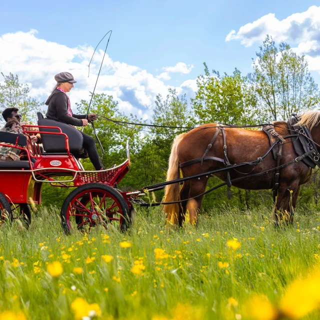 Balade en calèche avec les calèches de Céline à Bétaille