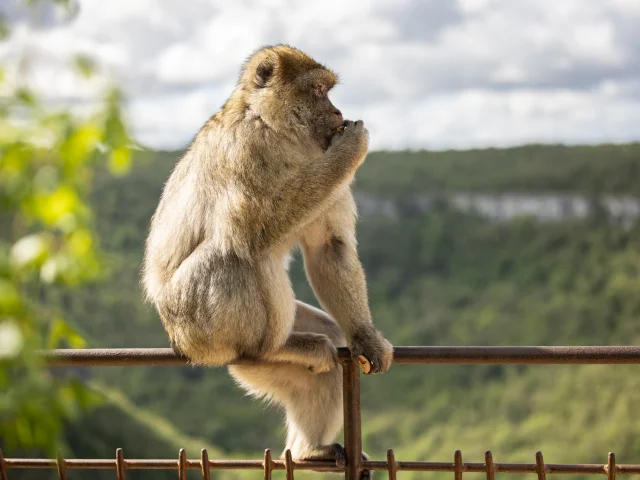 Les magots de la Forêts des Singes à Rocamadour