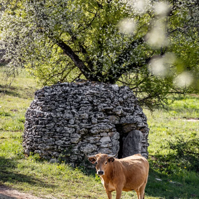 Vache sur le causse