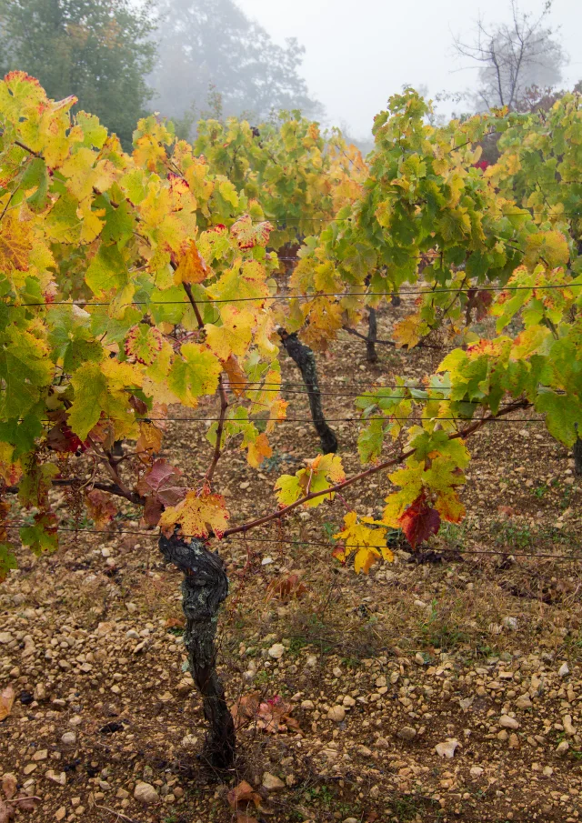 Vigne dans la brume