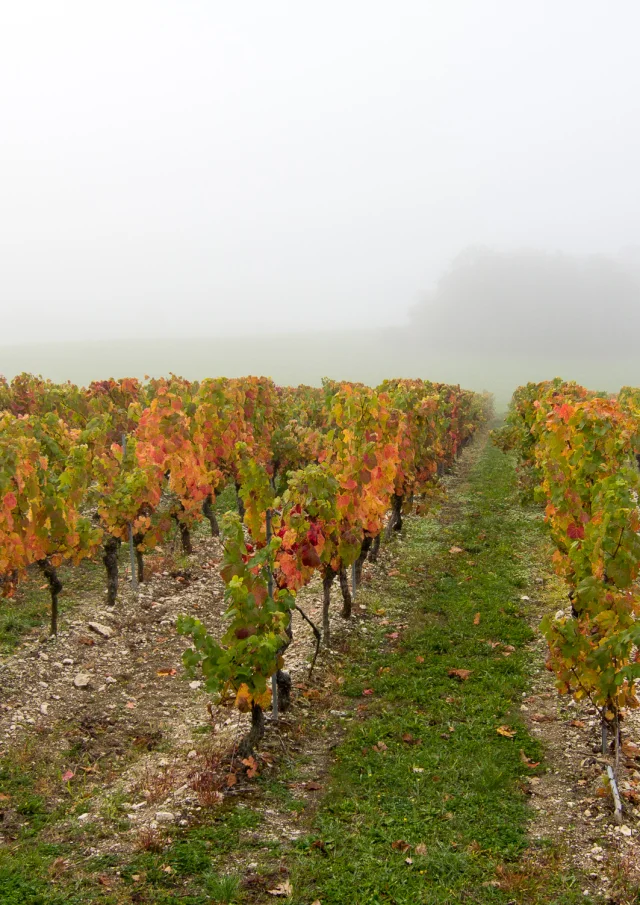 Vignes à Trébaïx