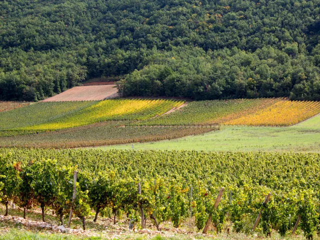 Vignoble de Cahors en automne