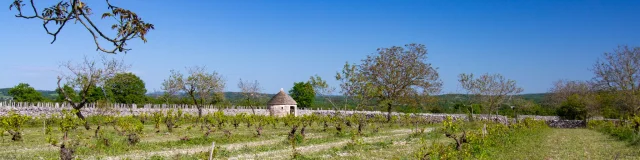 Vigne et cazelle à Rocamadour