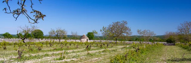 Vigne et cazelle à Rocamadour