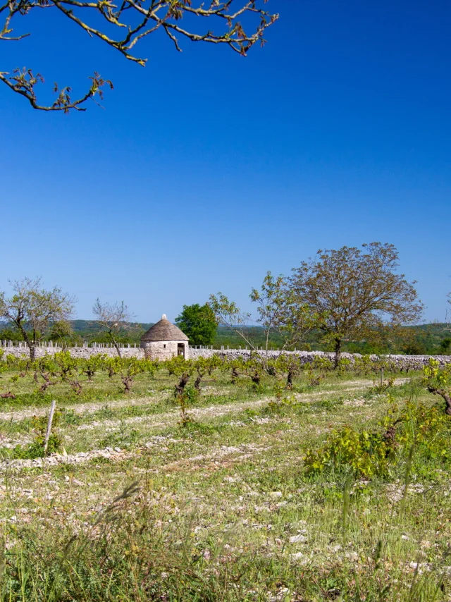 Vigne et cazelle à Rocamadour